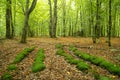 Unusual fairytale forest with bizarrely shaped trees Royalty Free Stock Photo