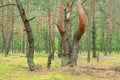 Unusual fairytale forest with bizarrely shaped trees Royalty Free Stock Photo