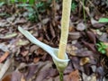 An unusual and fascinating plant that has single leaves, speckled stems. Wild plants are often called Amorphophallus bulbifer.