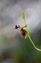 Unusual flower of the Australian native Large Duck Orchid, Caleana major, family Orchidaceae Royalty Free Stock Photo