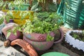 Unusual flower bed in the garden. A flower bed out of old car tires. flowerbed design. Spring, summer, garden. use of machine tire Royalty Free Stock Photo