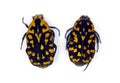 Unusual flower beetles black with orange spots Euchroea vadoni from Madagascar isolated on white. Cetoniidae. Collection beetles.