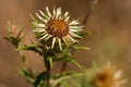 Unusual flower of Carline thistle, Carlina vulgaris Royalty Free Stock Photo