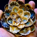 The unusual flower, composition of shells of sea patellas