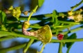 Unusual flower of a succulent plant with succulent leaves (Ceropegia sp Royalty Free Stock Photo