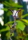 Unusual flower of a succulent plant with succulent leaves (Ceropegia sp Royalty Free Stock Photo