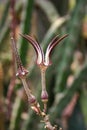 Unusual flower of a succulent plant with succulent leaves (Ceropegia sp Royalty Free Stock Photo