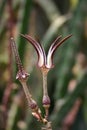 Unusual flower of a succulent plant with succulent leaves (Ceropegia sp Royalty Free Stock Photo