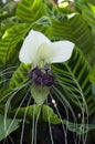 Unusual flower of a tacca integrifolia or white batflower