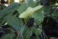 Unusual flower of a tacca integrifolia or white batflower, native to tropical and subtropical rainforests of Central Asia