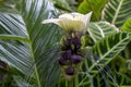 Unusual flower of a tacca integrifolia or white batflower