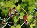 Aristolochia baetica