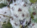 an unusual fluffy plant that looks like a cloud