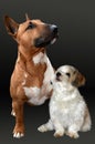 Best friends a miniature bull terrier and a havanese