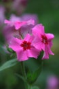 Unusual gardens during the summer and flowers decorating them. Pink Phloxes.