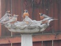 Unusual Gathering of male American Robins