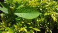 Unusual giant leaf