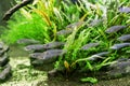 Glass catfish or ryptopterus vitreolus in aquarium