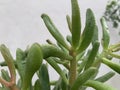 Unusual green plant with abstract background