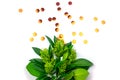 Unusual green plant on a white isolated background.