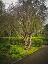 Unusual green tree grow in the park