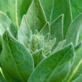 Unusual green unopened flower with dew drops