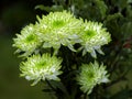 Unusual Green and White Chrysanthemums