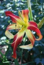 Unusual hemerocallis. The front view.