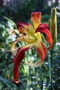 Unusual hemerocallis. A side view.