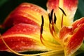 Unusual hemerocallis. Stamens against the background of petals.