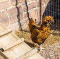 Unusual hen Royalty Free Stock Photo