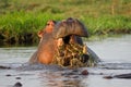 Unusual hippo behaviour: chewing aquatic plants Royalty Free Stock Photo