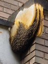 Unusual Honey Bee Hive Growing on Corner of a Building