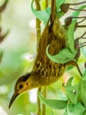 Macleay\'s Honeyeater in Queensland Australia