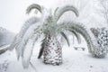 An unusual image of a large palm tree with large leaves buried under a thick layer of snow Royalty Free Stock Photo