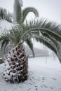 An unusual image of a large palm tree with large leaves buried under a thick layer of snow Royalty Free Stock Photo