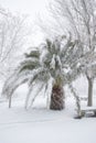 An unusual image of a large palm tree with large leaves buried under a thick layer of snow Royalty Free Stock Photo