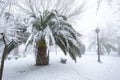 An unusual image of a large palm tree with large leaves buried under a thick layer of snow Royalty Free Stock Photo