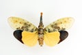 Unusual insect isolated on white. Orange fulgoridae Pyrops astarte macro, close up, collection insects