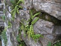 Unusual interesting plants grow on the stone wall of the house