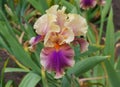 Unusual iris bloom in contrasting shades of manilla, purple and orange