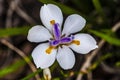 Butterfly White Iris Diplarrena moraea