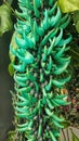Unusual Jade vine flower
