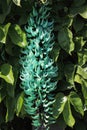 Unusual Jade vine flower