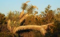 An Unusual Joshua Tree in the Mojave Desert of Arizona