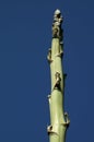 Unusual large agave flower stalk against blue sky