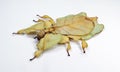 Unusual leaf insect isolated on white. Phyllium pulchrifolium close up macro. Collection insects