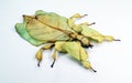 Unusual leaf insect isolated on white. Phyllium pulchrifolium close up macro. Collection insects