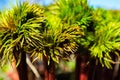 Unusual leaves and flowers close-up.