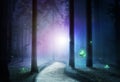Unusual light in the middle of a fantasy night forest. Royalty Free Stock Photo